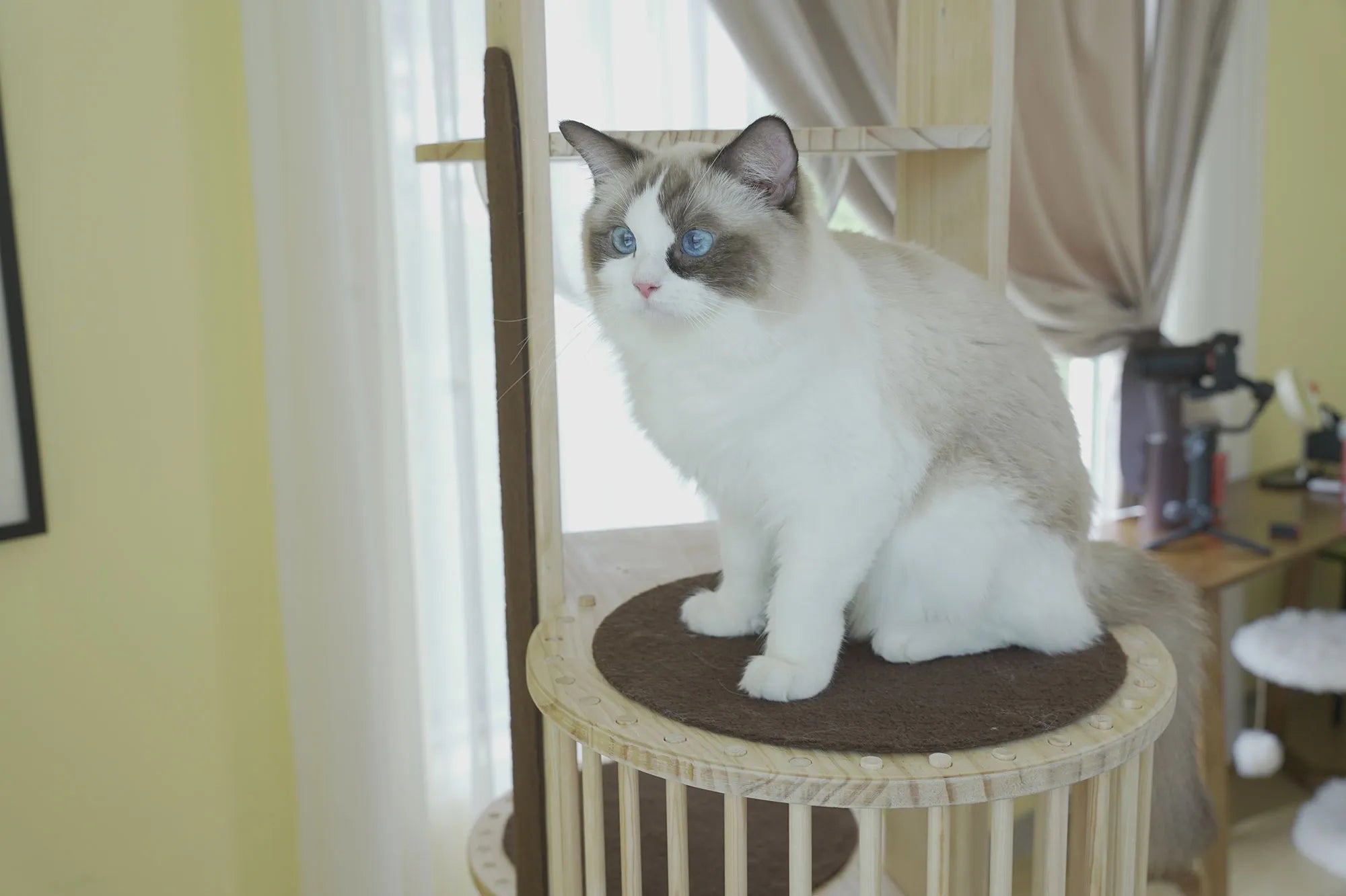 Is a Tall Cat Tree Worth It? A Real Cat Owner’s Experience – Mewzoom