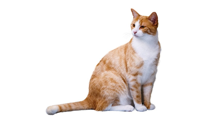 Best Cat Furniture for Small Apartments - Catsvillas