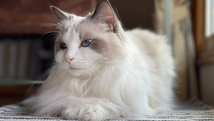 Does a Sick Cat Needs a Wood Cat Tree? - Catsvillas
