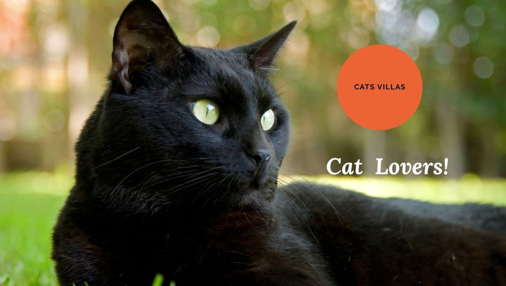 Finding the Best Cat Teepee: A Guide to Style, Safety, and Serenity - Catsvillas