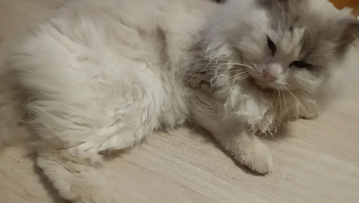 How a ‘Hopeless’ Cat Taught Me About Trust - Catsvillas