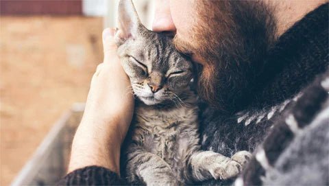 How Modern Cat Tree Elevate Your Feline's World - Catsvillas