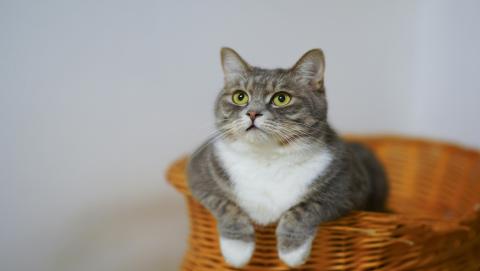 How to choose a cat tree for small cat? - Catsvillas