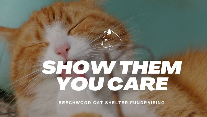 How to choose modern cat tree that blends perfectly with your cat and your home - Catsvillas