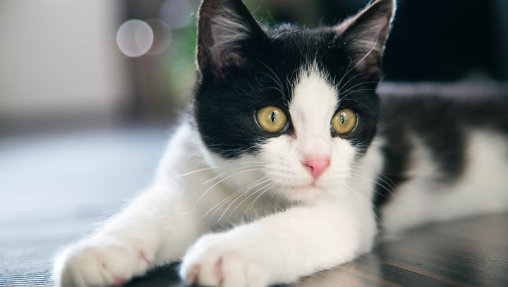 How to Choose the Perfect Wood Cat Tree and Carpet for Your Feline Friend - Catsvillas