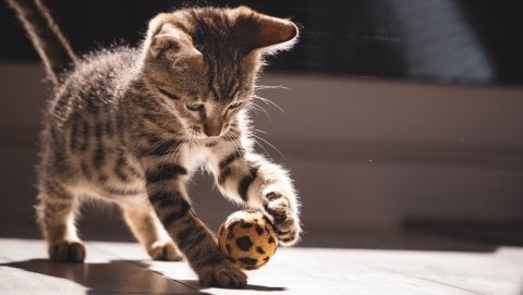 How to Clean A Cat Tree: 10 Easy Steps - Catsvillas - Catsvillas