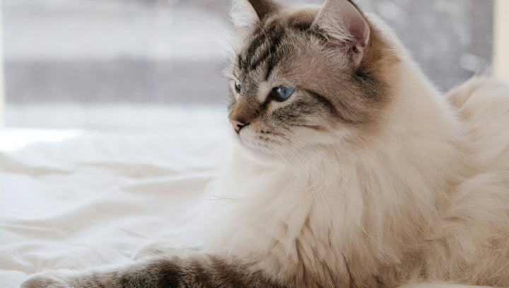Indoor Cats Deserve a Wood Cat Tree - Catsvillas