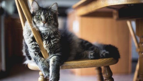 Is Cat Tower Worth for Our Cats? - Catsvillas
