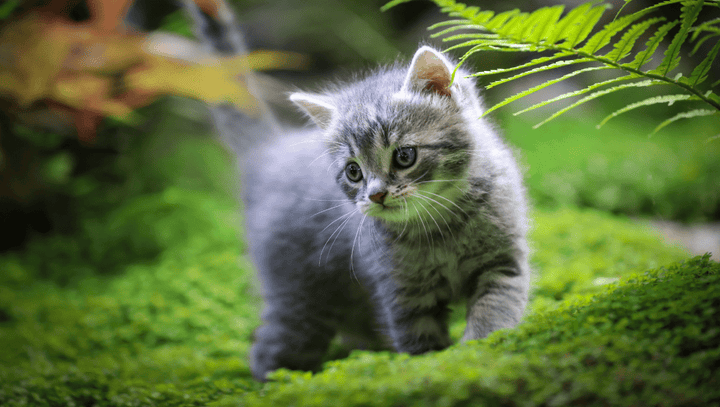Luxury Wood Cat Trees for Cats and Design Enthusiasts - Catsvillas