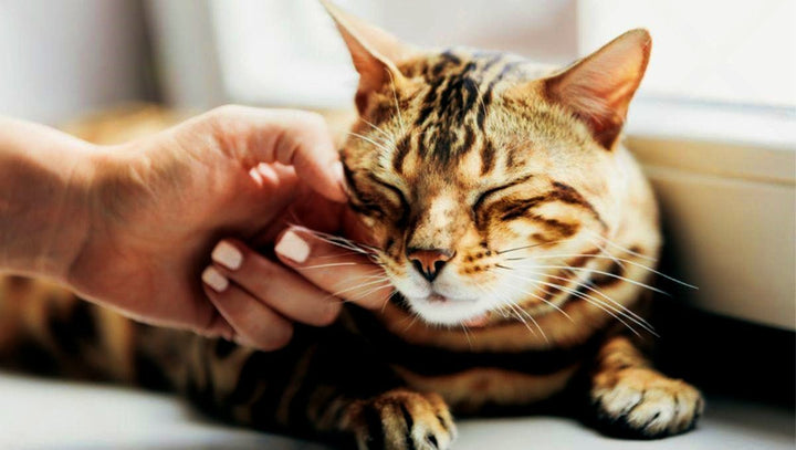 The Best Large Cat Tree: Where Modern Design Meets Maximum Comfort - Catsvillas