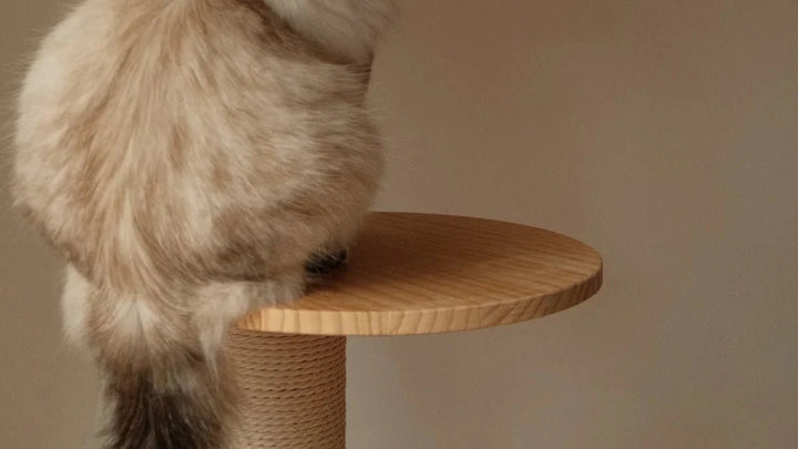 Top Modern Cat Furniture Brands Every Cat Owner Needs - Catsvillas