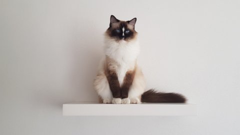 What Cat Tower Should I Get? - Catsvillas