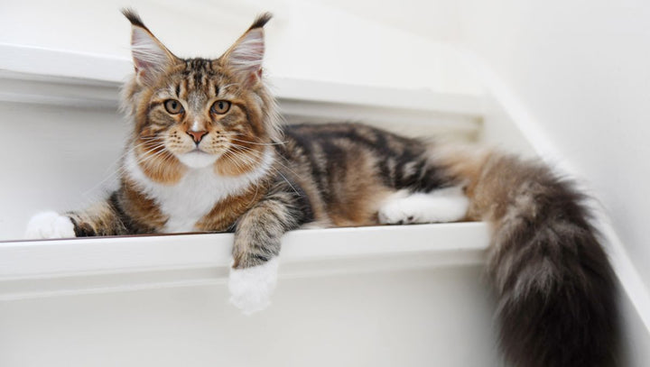 What furniture is best for large or active cats? - Catsvillas