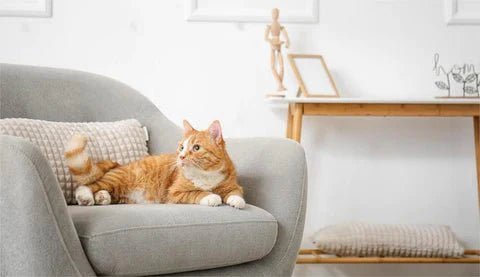 What is a Cat Tree Used For - Catsvillas