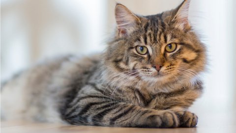 What is The Difference Between Cat Tree and Cat Tower? - Catsvillas