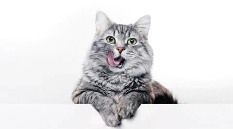 Which Cat Tree is Best - Catsvillas