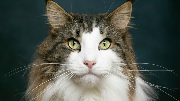 Why a Designed Cat Tower Is the Perfect Addition to Your Modern Home - Catsvillas