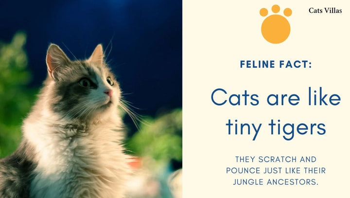 Why a Tall Cat Tree Is the Ultimate Upgrade for Your Cat’s Lifestyle - Catsvillas