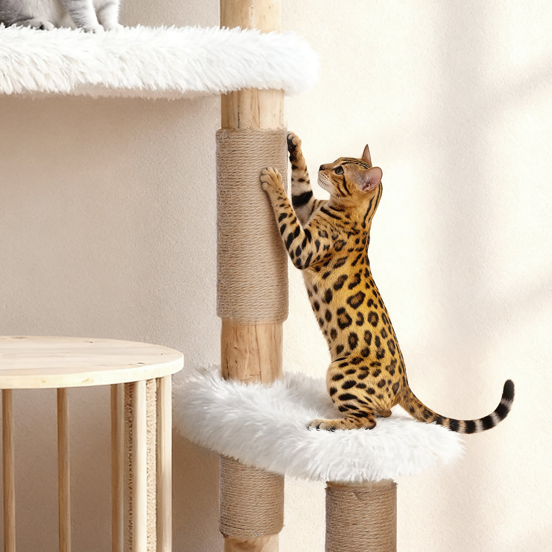 Okra Modern with Rattan Cat Basket(51INCH)