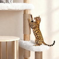 Okra Modern with Rattan Cat Basket(51INCH)