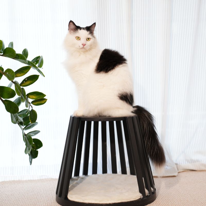 Omee Modern Wood Cat Bed