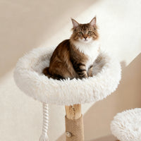 fluffy cat resting on the top perch of a modern wooden cat tower